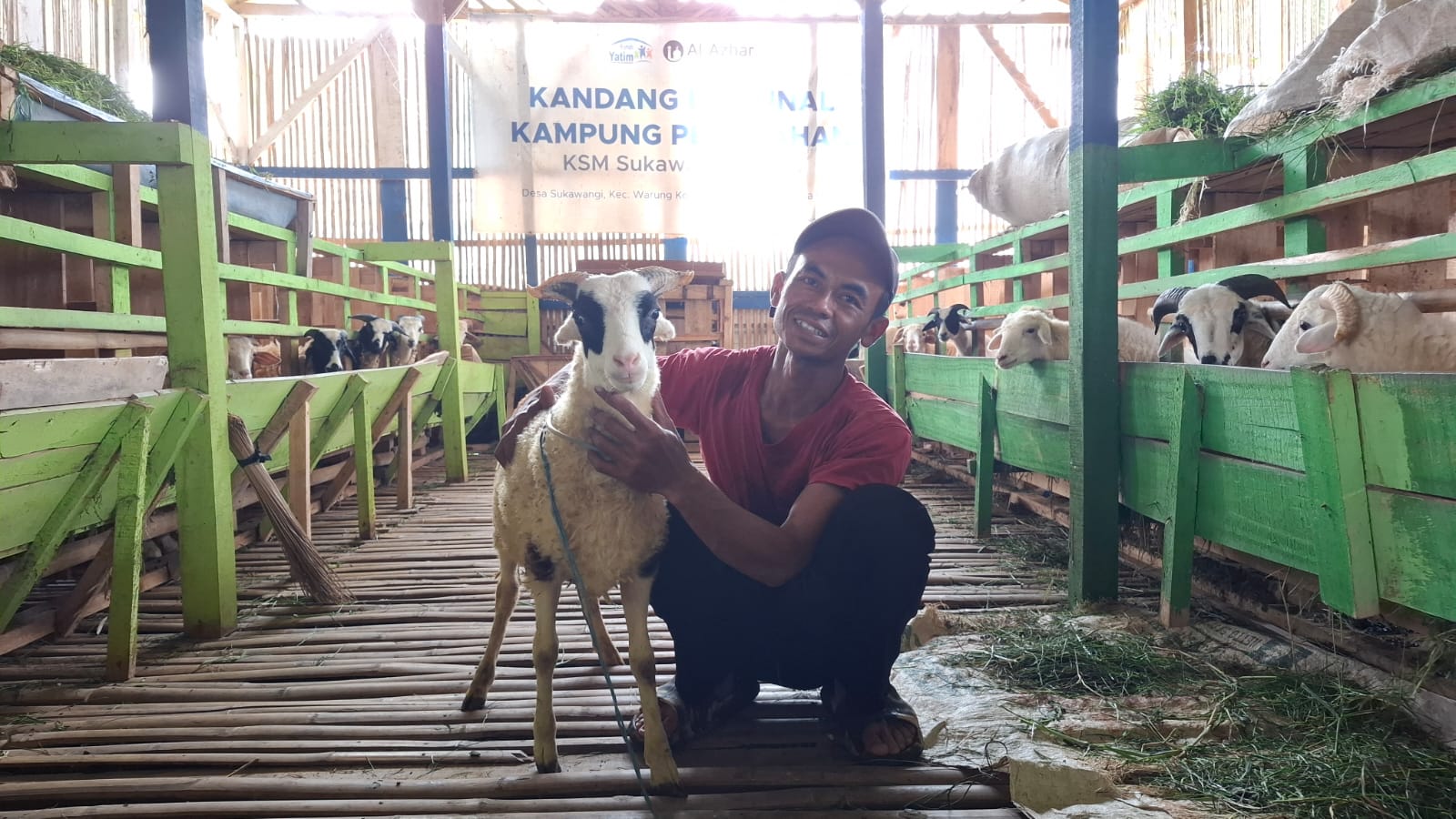 Perjuangan Solehudin Menuju Kemandirian dari Usaha Ternak Domba